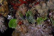 Udotea flabellum-Safaga Coral Beach-13m-20171123nuit-Denis-ADER-DSC_3689_tn